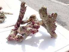 画像2: No.16 オーストラリア産 ブランチロック　 (2)