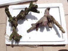 画像1: No.17 オーストラリア産 ブランチロック　約2.2ｋｇ (1)