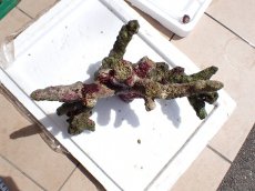 画像2: No.17 オーストラリア産 ブランチロック　約2.2ｋｇ (2)