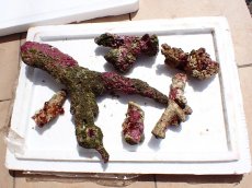 画像1: No.18 オーストラリア産 ブランチロック　約2.2ｋｇ (1)