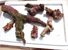 画像2: No.18 オーストラリア産 ブランチロック　約2.2ｋｇ (2)