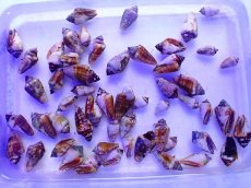 画像1: マガキガイ　Sサイズ　一個 (1)