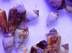 画像2: マガキガイ　Sサイズ　一個 (2)