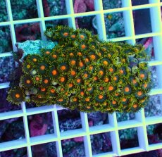 画像1: No.1 インドネシア産マメスナギンチャク (1)