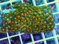 画像2: No.1 インドネシア産マメスナギンチャク (2)