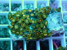 画像1: No.2 インドネシア産マメスナギンチャク (1)