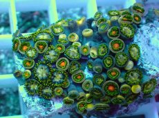 画像2: No.2 インドネシア産マメスナギンチャク (2)