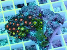 画像1: No.3 インドネシア産マメスナギンチャク (1)