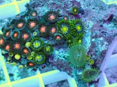 画像2: No.3 インドネシア産マメスナギンチャク (2)