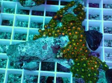 画像1: No.4 インドネシア産マメスナギンチャク (1)