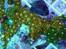 画像2: No.4 インドネシア産マメスナギンチャク (2)