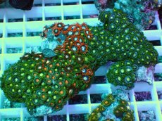 画像1: No.5 インドネシア産マメスナギンチャク (1)