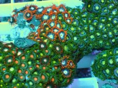 画像2: No.5 インドネシア産マメスナギンチャク (2)