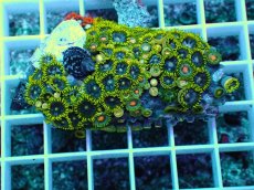 画像1: No.6 インドネシア産マメスナギンチャク (1)