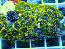 画像2: No.6 インドネシア産マメスナギンチャク (2)