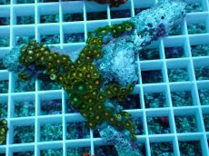 画像1: No.7 インドネシア産マメスナギンチャク (1)