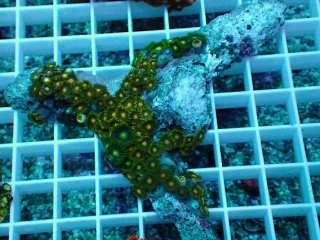 No.188 浅場ミドリイシを買うならアクアスタイルユー 大阪のサンゴ専門