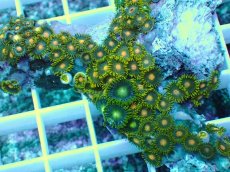 画像2: No.7 インドネシア産マメスナギンチャク (2)