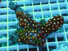 画像1: No.8 インドネシア産マメスナギンチャク (1)