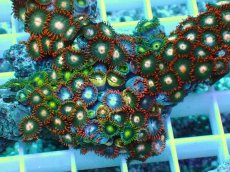 画像2: No.8 インドネシア産マメスナギンチャク (2)