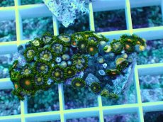 画像1: No.9 インドネシア産マメスナギンチャク (1)