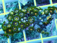 画像2: No.9 インドネシア産マメスナギンチャク (2)