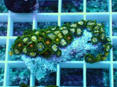 画像1: No.10 インドネシア産マメスナギンチャク (1)