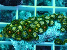 画像2: No.10 インドネシア産マメスナギンチャク (2)