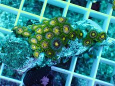 画像1: No.11 インドネシア産マメスナギンチャク (1)