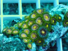 画像2: No.11 インドネシア産マメスナギンチャク (2)