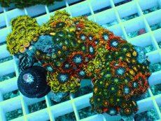 画像1: No.12 インドネシア産マメスナギンチャク (1)