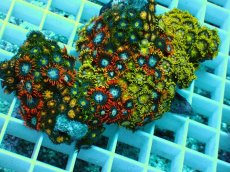 画像2: No.12 インドネシア産マメスナギンチャク (2)