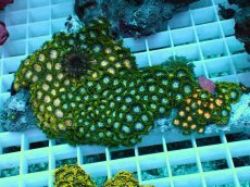 画像1: No.13 インドネシア産マメスナギンチャク (1)