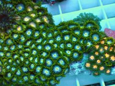 画像2: No.13 インドネシア産マメスナギンチャク (2)