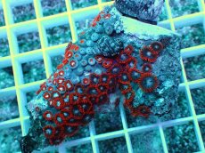 画像1: No.14 インドネシア産マメスナギンチャク (1)