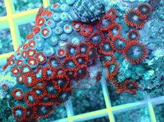 画像2: No.14 インドネシア産マメスナギンチャク (2)