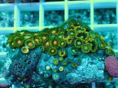 画像1: No.15 インドネシア産マメスナギンチャク (1)