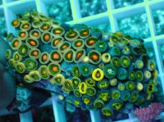 画像2: No.15 インドネシア産マメスナギンチャク (2)