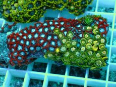 画像1: No.16 インドネシア産マメスナギンチャク (1)