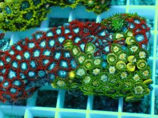 画像2: No.16 インドネシア産マメスナギンチャク (2)