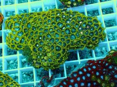 画像1: No.17 インドネシア産マメスナギンチャク (1)