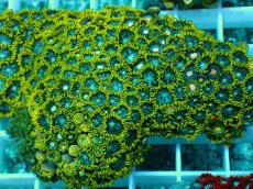 画像2: No.17 インドネシア産マメスナギンチャク (2)