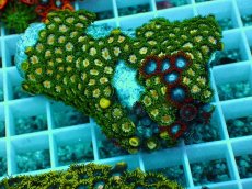 画像1: No.18 インドネシア産マメスナギンチャク (1)