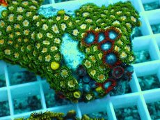 画像2: No.18 インドネシア産マメスナギンチャク (2)