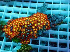 画像1: No.19 インドネシア産マメスナギンチャク (1)