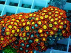 画像2: No.19 インドネシア産マメスナギンチャク (2)