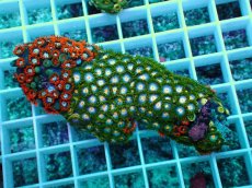 画像1: No.20 インドネシア産マメスナギンチャク (1)