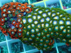 画像2: No.20 インドネシア産マメスナギンチャク (2)