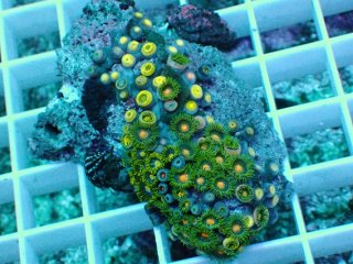 No.91 オーストラリア産 浅場ミドリイシを買うならアクアスタイルユー