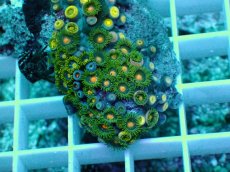 画像2: No.21 インドネシア産マメスナギンチャク (2)